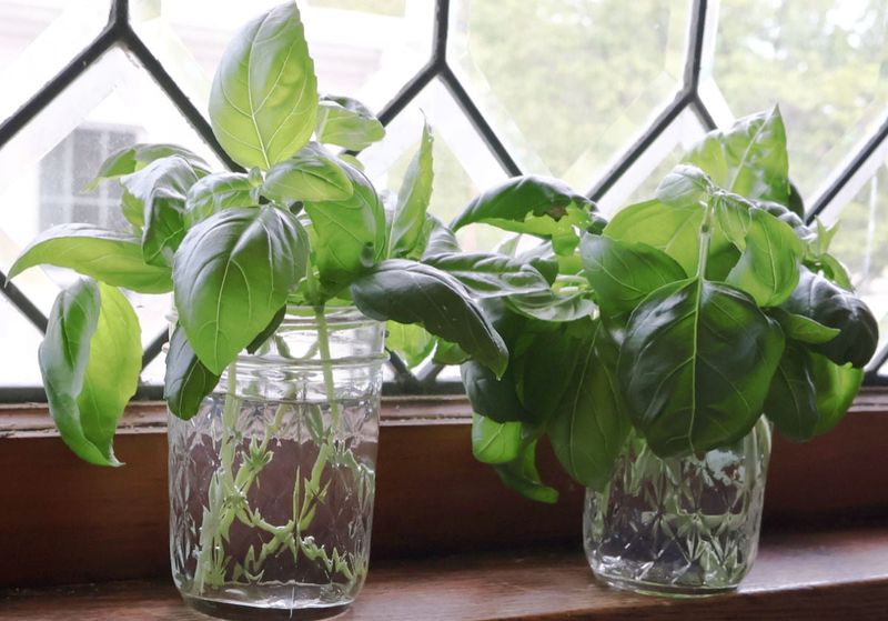 Root Cuttings On A Sunny Windowsill Root Cuttings On A Sunny Windowsill