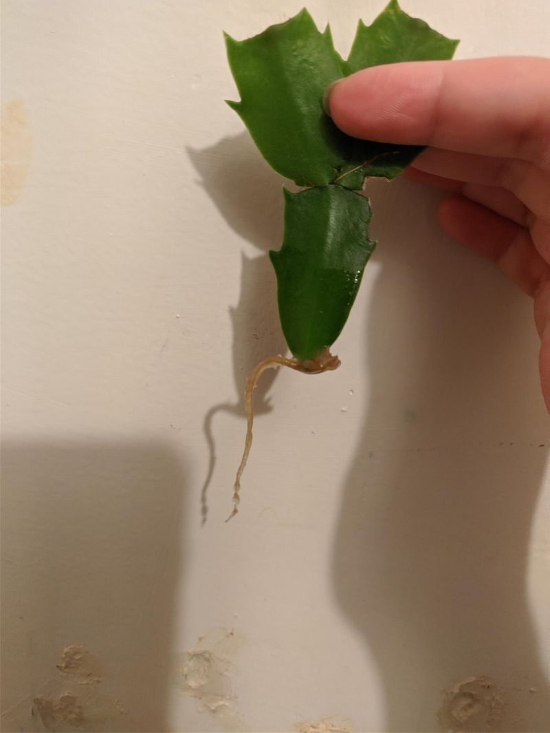 Root Healthy Cuttings As A Backup Root Healthy Cuttings As A Backup