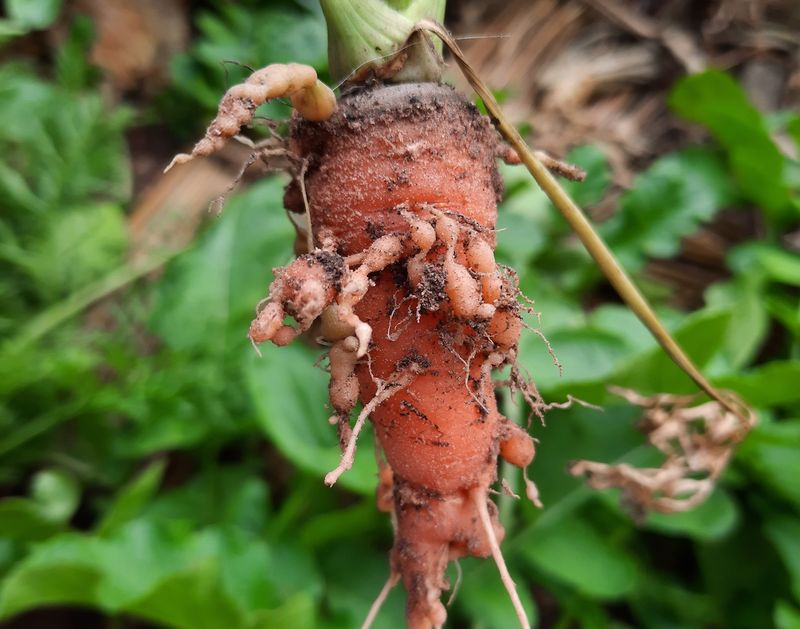 Root-Knot Nematodes Damage The Roots Root-Knot Nematodes Damage The Roots
