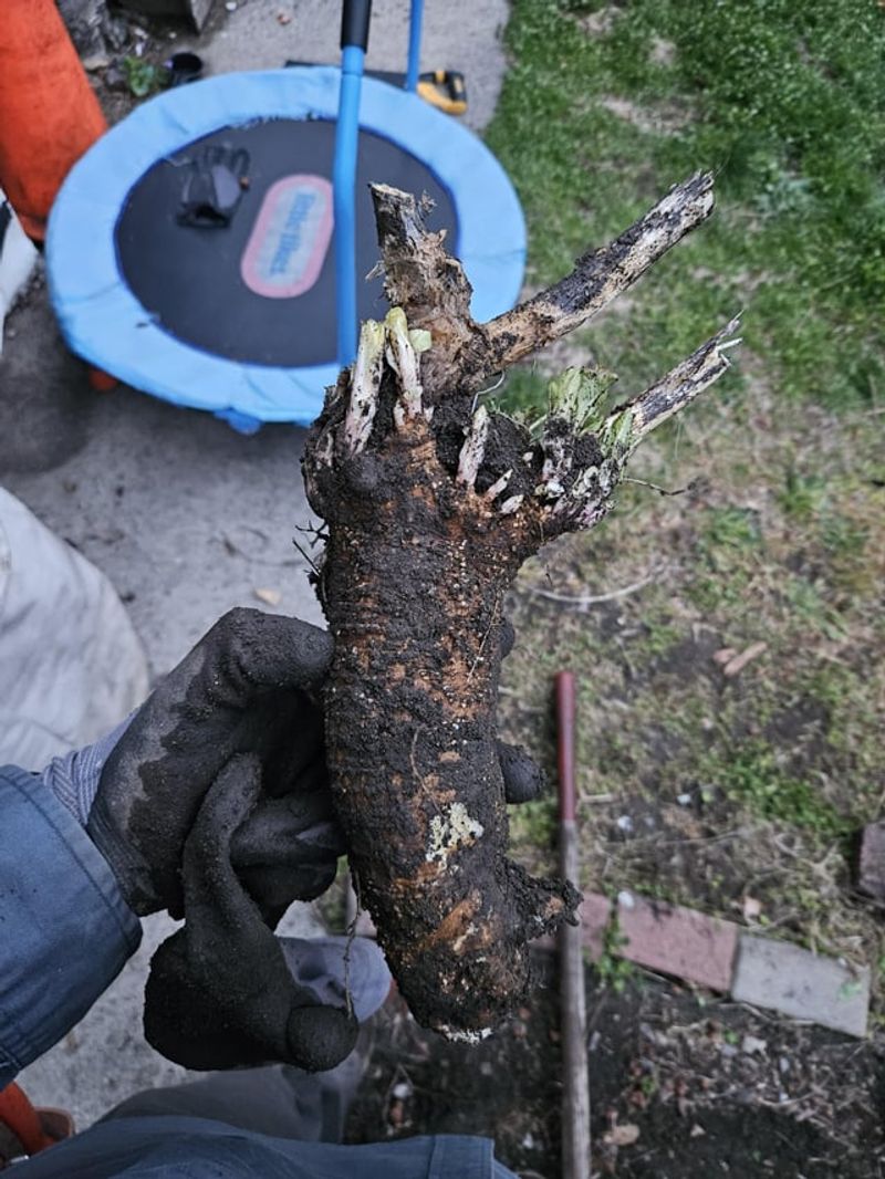 Root Pieces Can Regrow Root Pieces Can Regrow