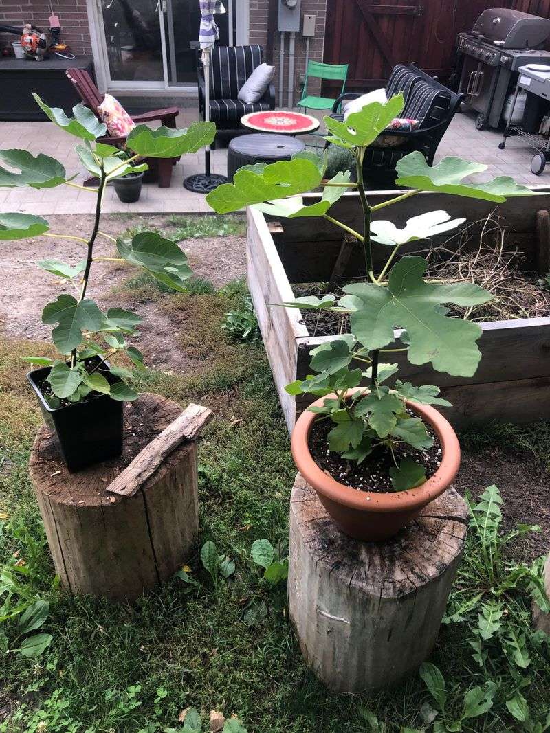 Root Prune And Repot Every Few Years Root Prune And Repot Every Few Years