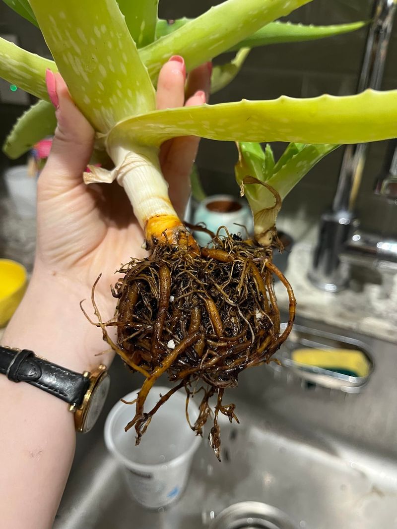 Root Rot Beneath The Surface