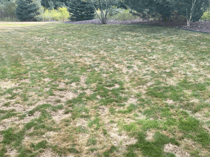 Root Rot Fungi Thrive In Wet Soil Root Rot Fungi Thrive In Wet Soil