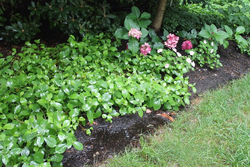 Root Rot In Shrubs And Perennials Root Rot In Shrubs And Perennials