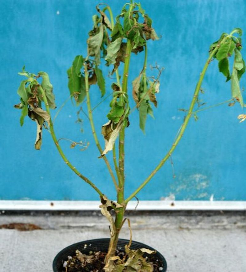 Root Rot Shows Up As Wilting Leaves