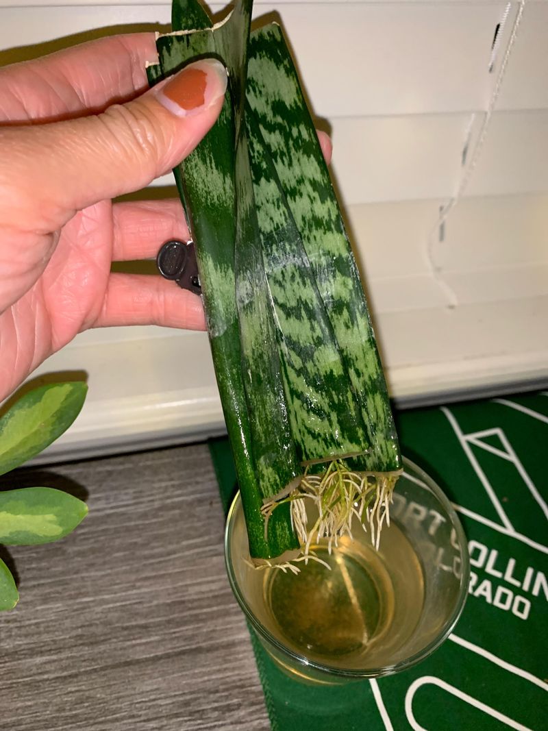 Rooted Snake Plant Cuttings Can Stay In Water Or Move To A Pot Rooted Snake Plant Cuttings Can Stay In Water Or Move To A Pot