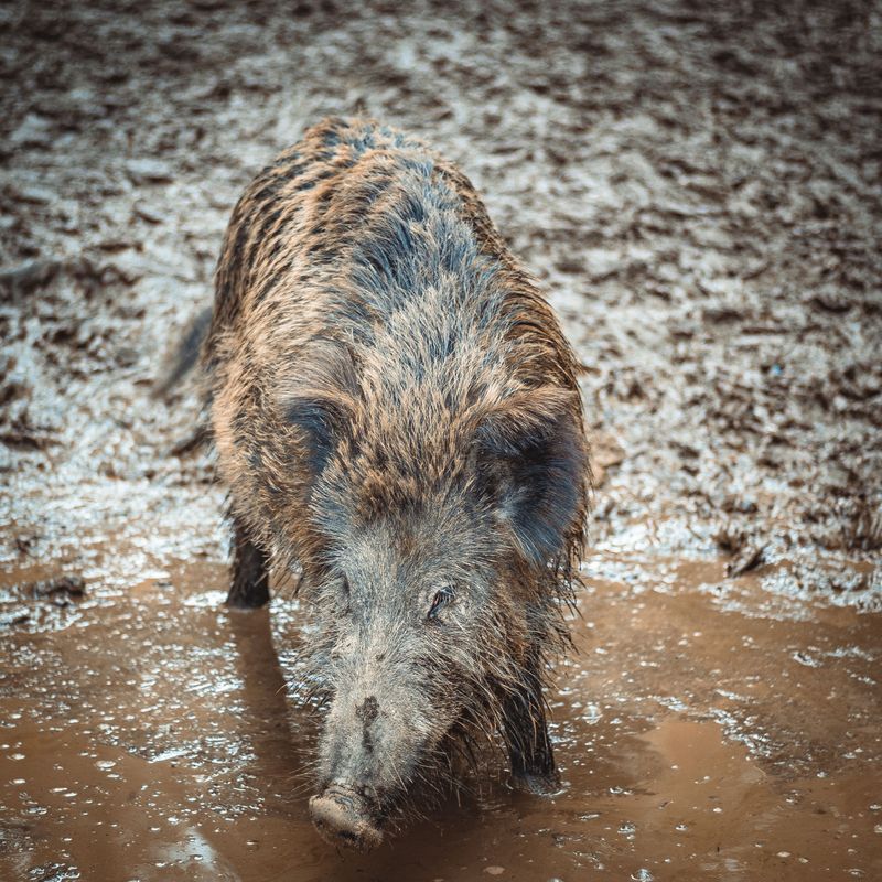 Rooting Hogs