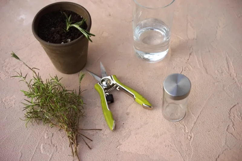 Rooting Hormone Helps, But Isn’t Required