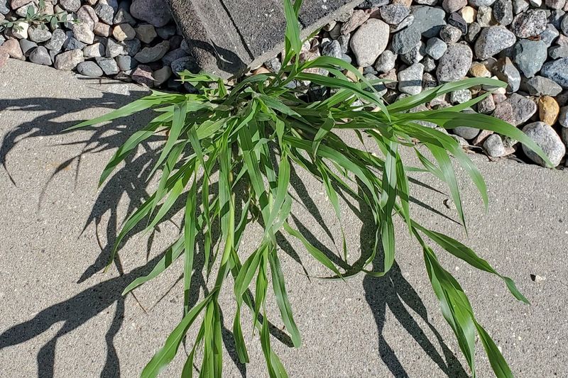 Rooting Stems Creep Outward As New Seeds Develop Rooting Stems Creep Outward As New Seeds Develop