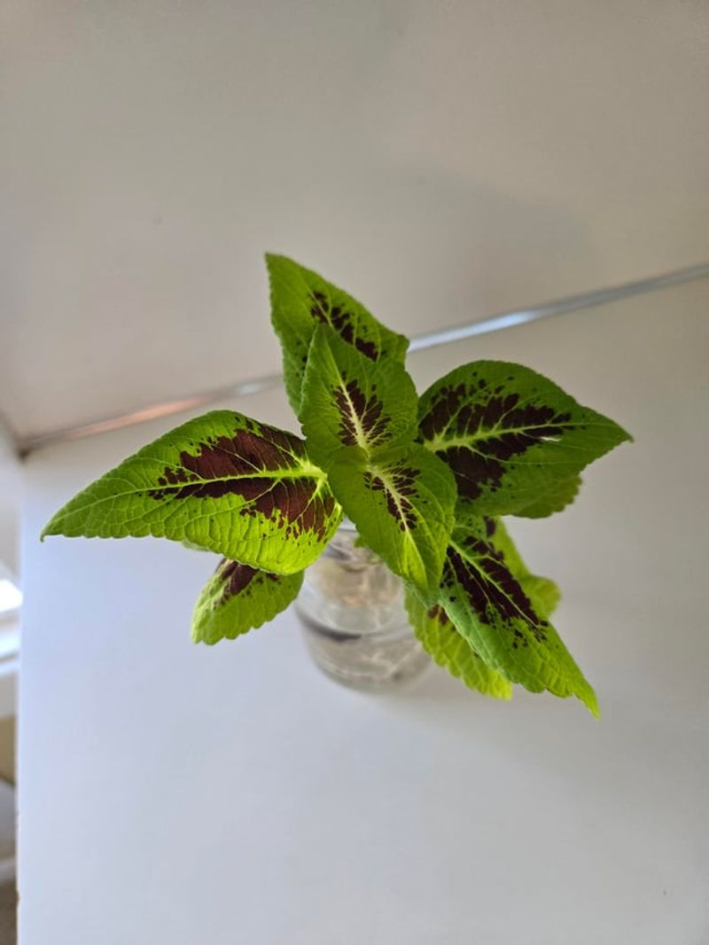 Rooting Takes Just A Glass Of Water Rooting Takes Just A Glass Of Water