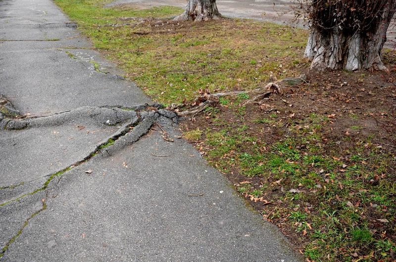 Roots Can Create Problems Around Pavement And Underground Lines Roots Can Create Problems Around Pavement And Underground Lines