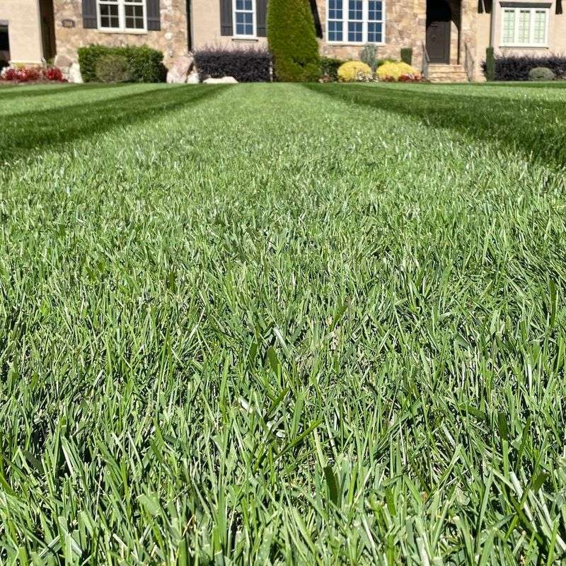 Roots Can Reach 15 Inches Deep Roots Can Reach 15 Inches Deep