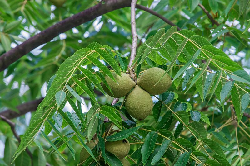 Roots Hulls And Buds Hold The Most