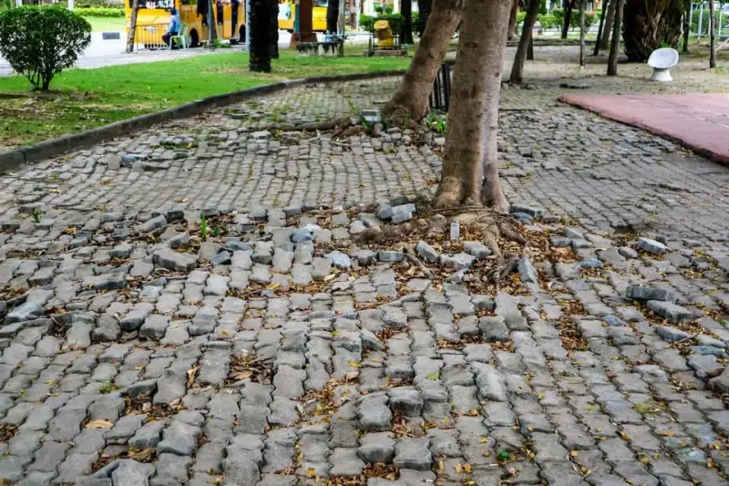 Roots Hunt Down Sewer Lines Roots Hunt Down Sewer Lines