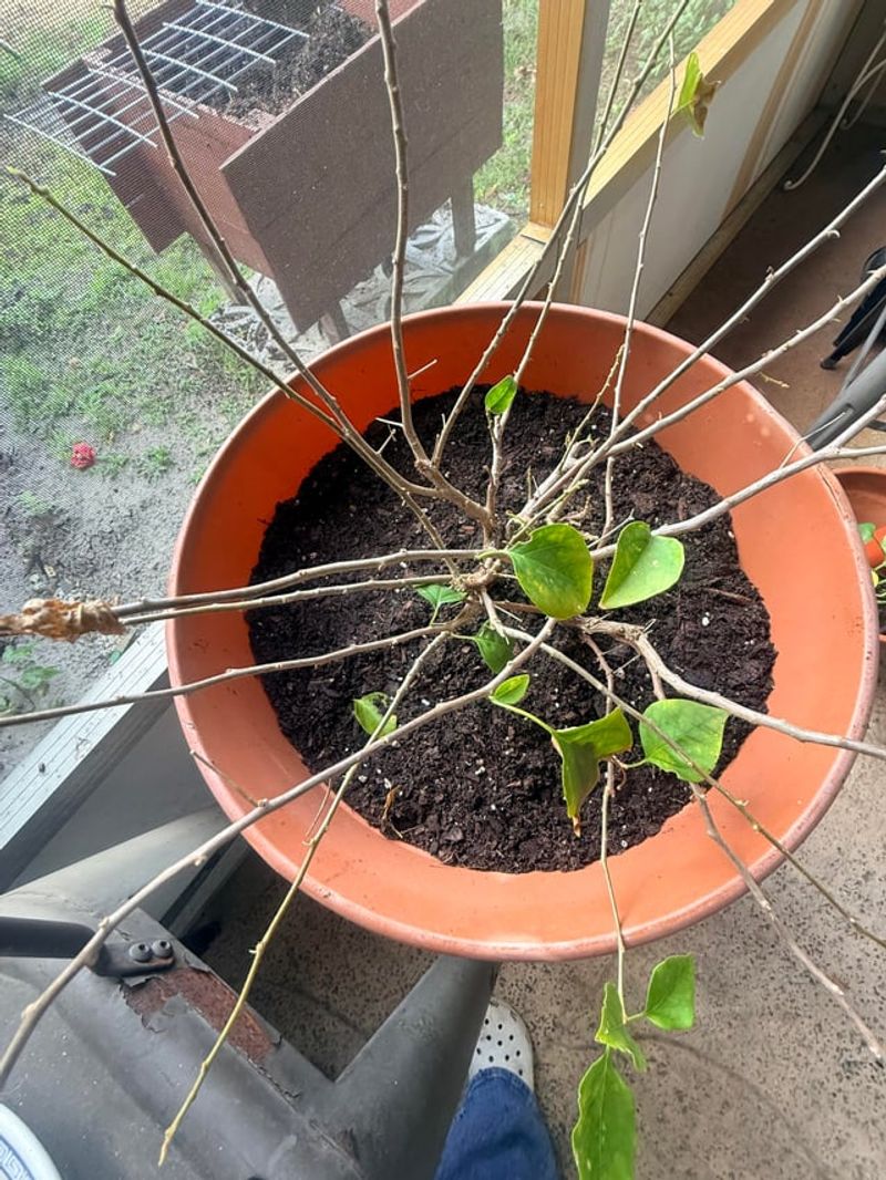 Roots In Pots Freeze Faster Than Roots In The Ground Roots In Pots Freeze Faster Than Roots In The Ground