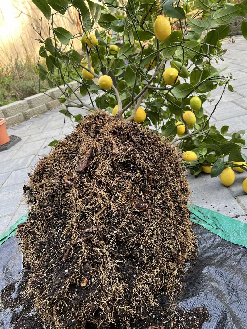 Roots Keep Growing While Soil Stays Warm