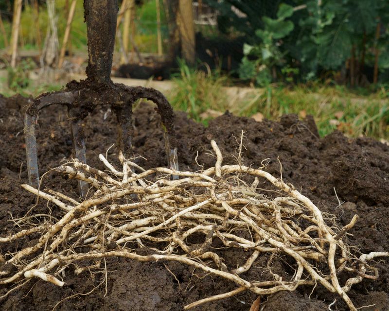 Roots Of Bindweed And Other Perennial Weeds Roots Of Bindweed And Other Perennial Weeds