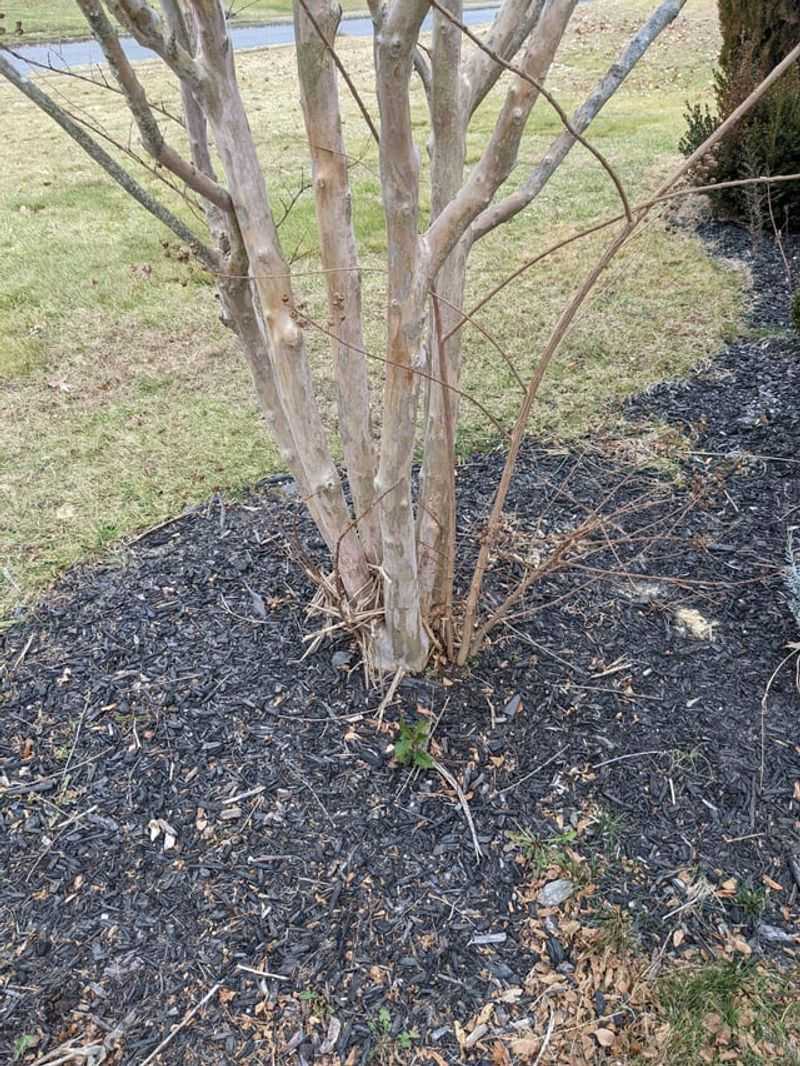 Roots Rarely Damage Foundations Or Pipes Roots Rarely Damage Foundations Or Pipes