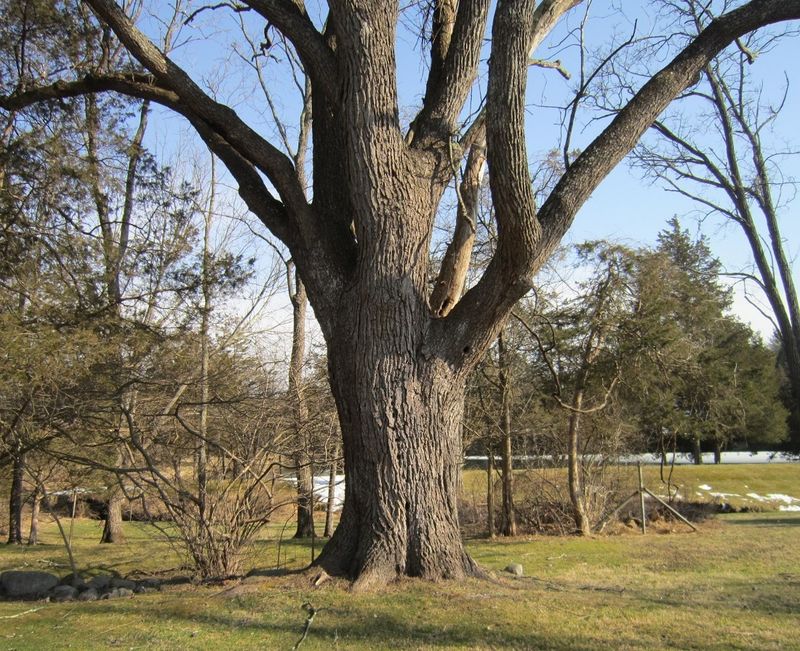 Roots Reach Beyond The Dripline