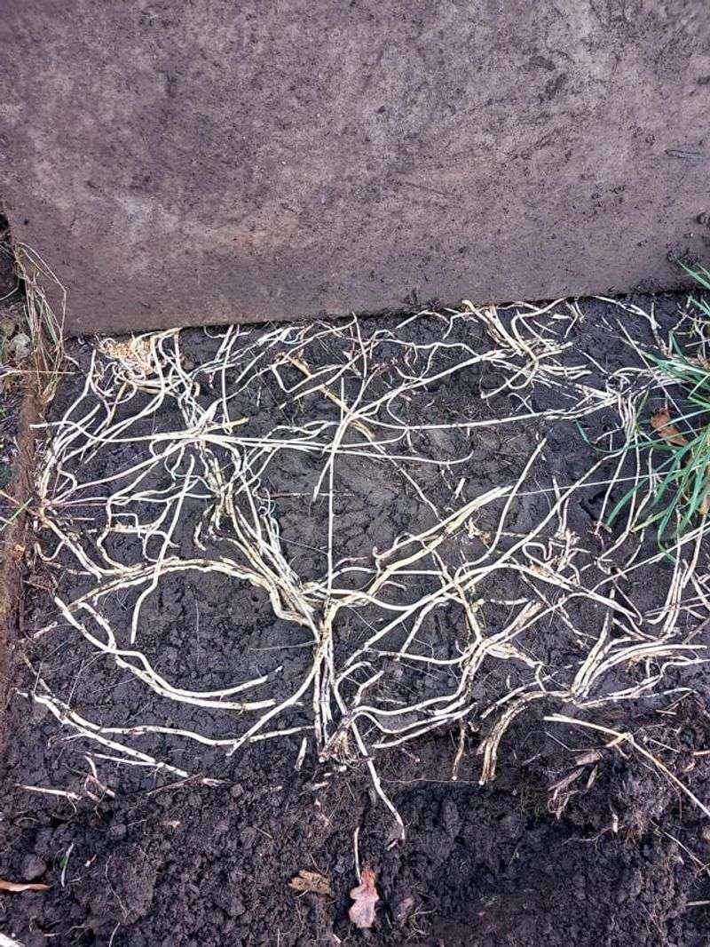 Roots That Run Up To Twenty Feet Deep Roots That Run Up To Twenty Feet Deep