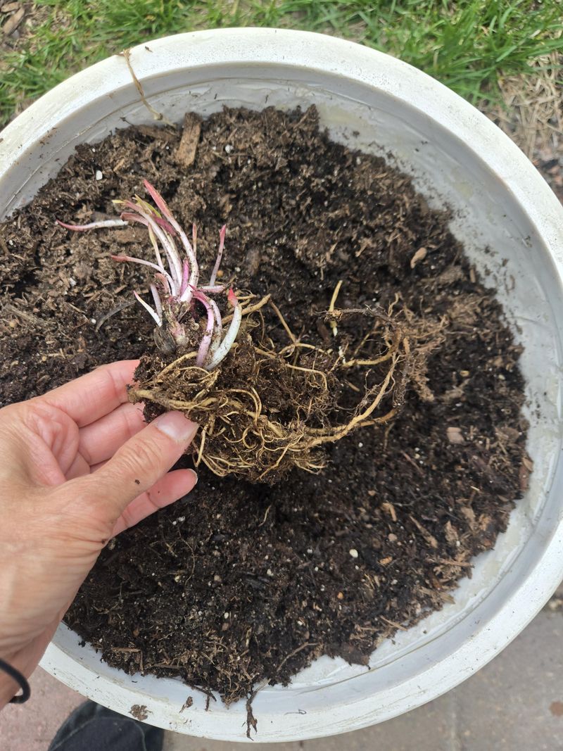 Roots That Stay Near The Surface