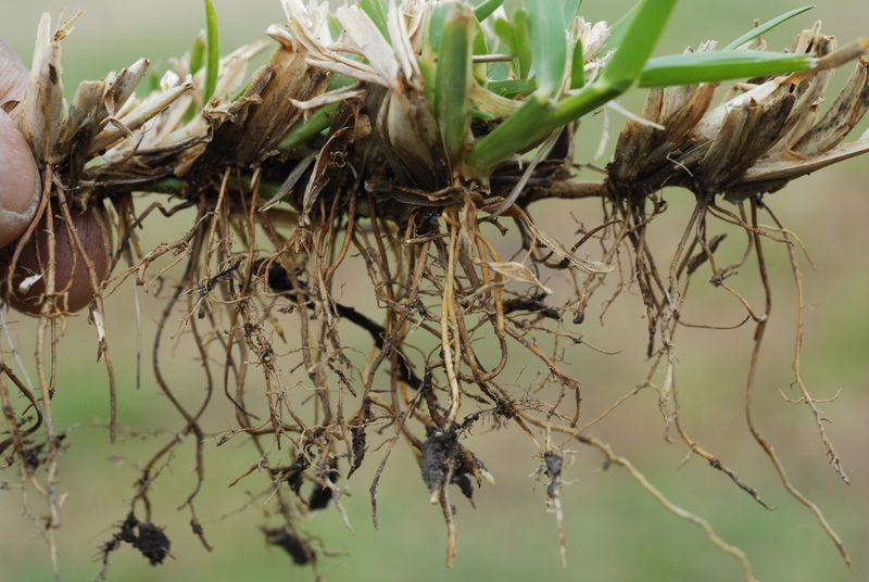 Roots Turn Black And Rotten Roots Turn Black And Rotten