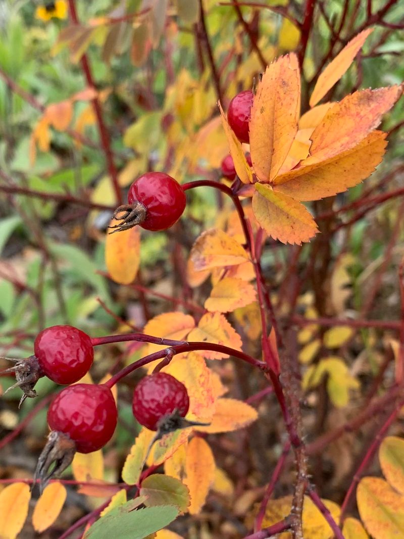 Rose Hips Can Remain On Plants Through Fall Rose Hips Can Remain On Plants Through Fall