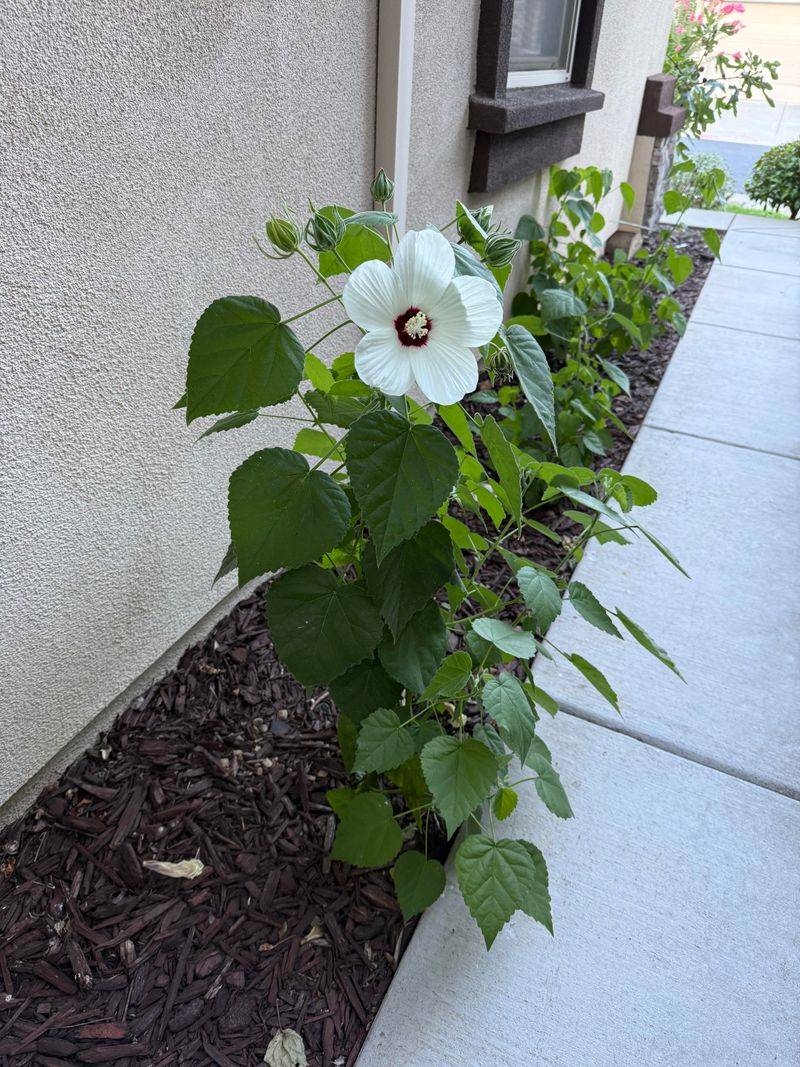 Rose Mallow Hibiscus, Slow To Wake In Spring