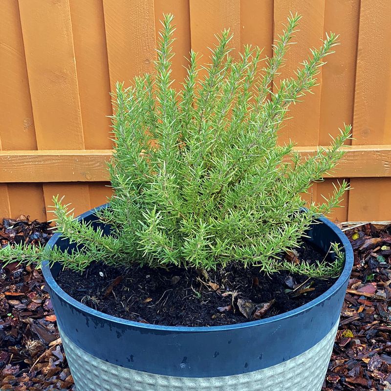 Rosemary Rosemary