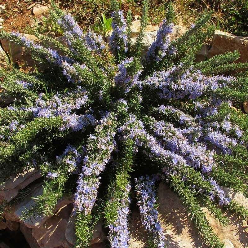 Rosemary