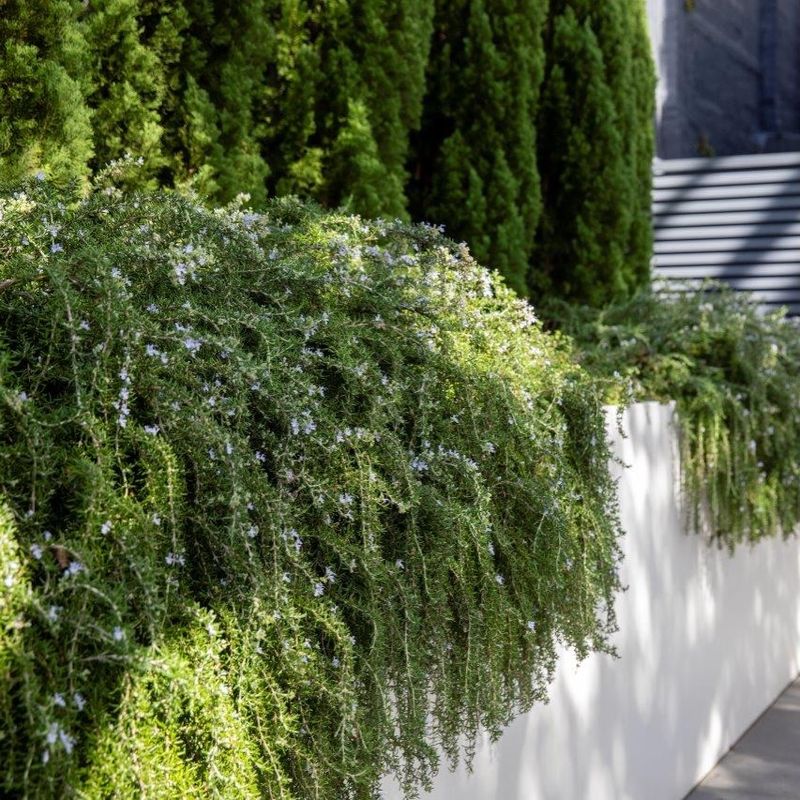 Rosemary