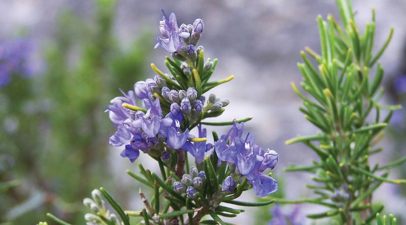 Rosemary Rosemary