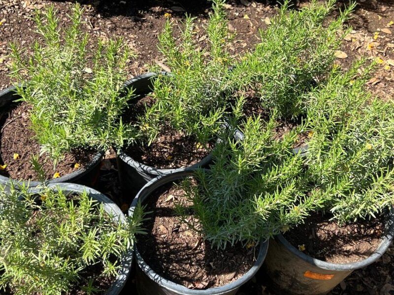 Rosemary