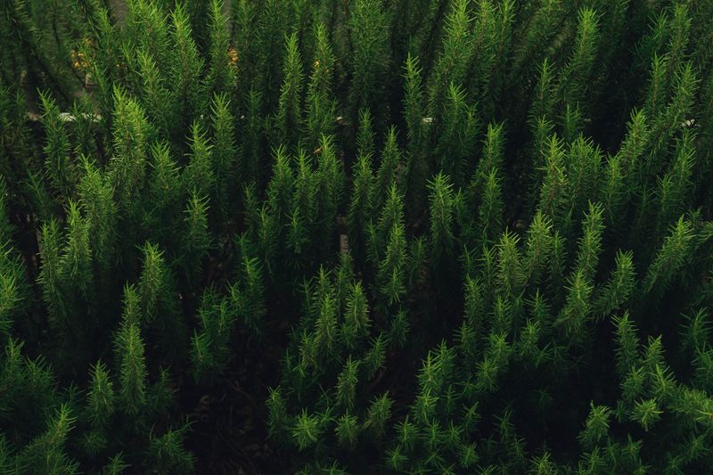 Rosemary Adds Bold Evergreen Structure Rosemary Adds Bold Evergreen Structure