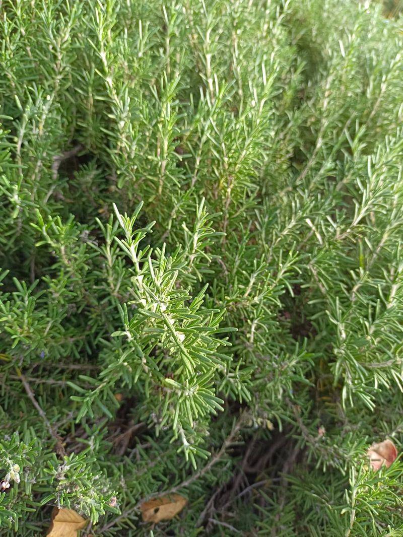 Rosemary Forms A Dense Living Ground Cover