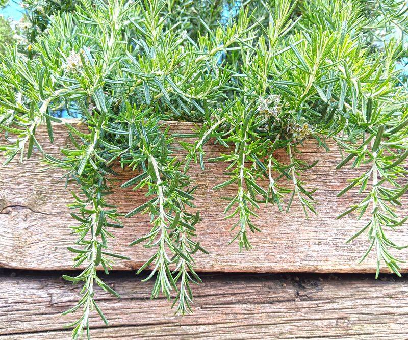 Rosemary In Movable Pots