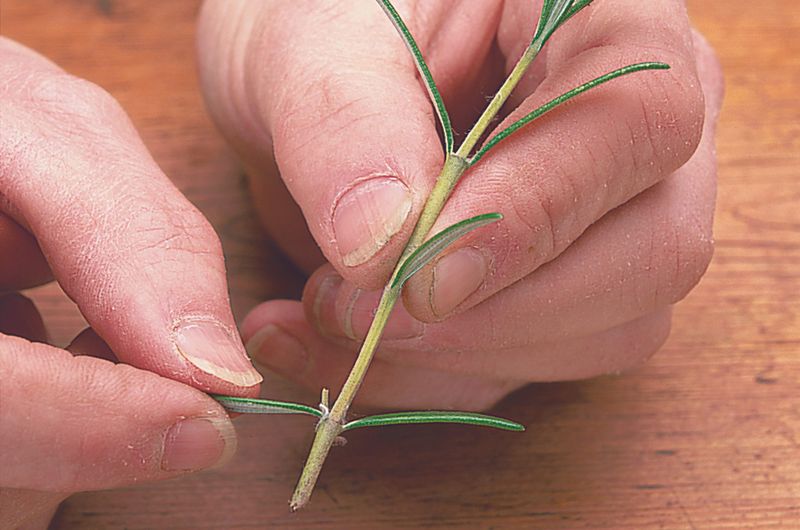 Rosemary Roots From Four Inch Tips