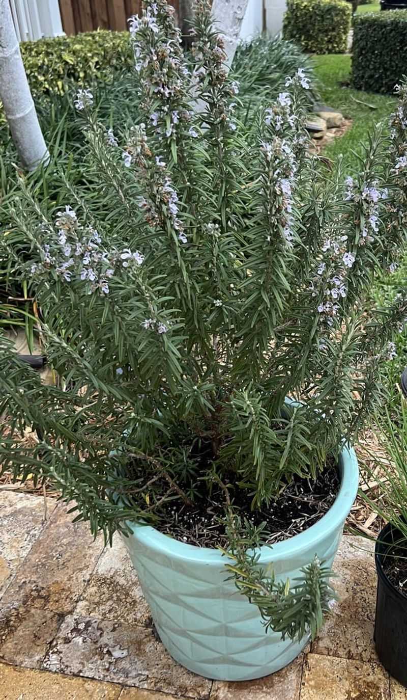 Rosemary Suits Sunny California Porches