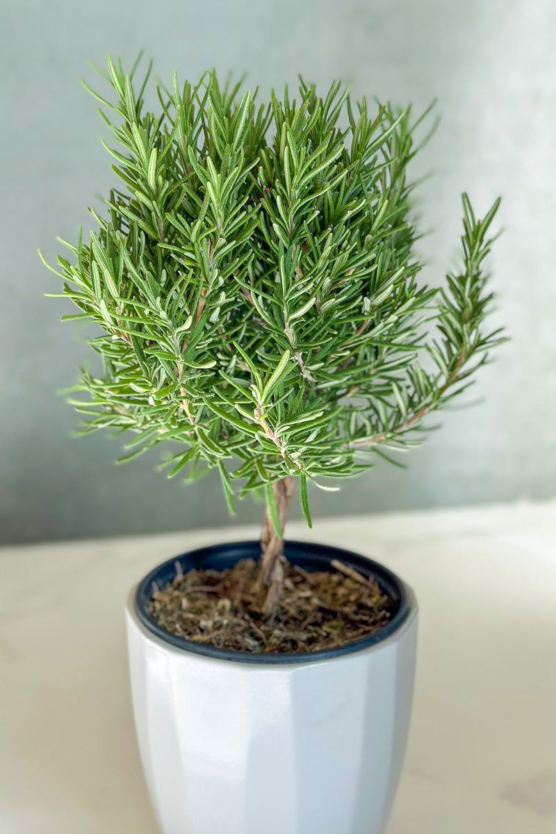 Rosemary Topiaries Can Go Outside After The Holidays