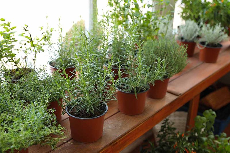 Rosemary With A Little Extra Protection Rosemary With A Little Extra Protection