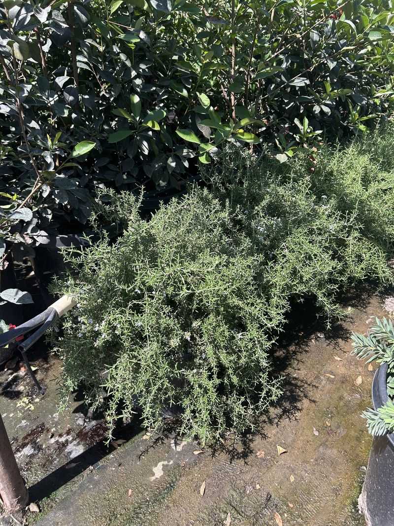 Rosemary