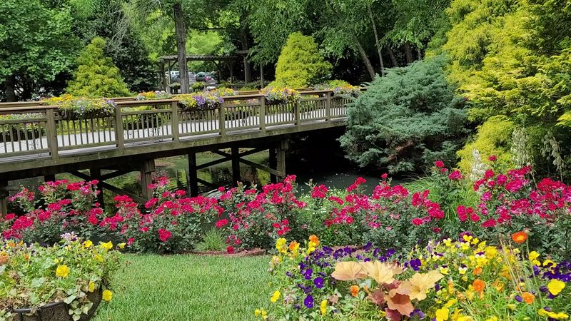 Roses Keep Adding Color To The Gardens Well Into Fall Roses Keep Adding Color To The Gardens Well Into Fall