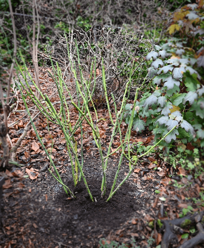 Roses Need A Dormancy Cue Roses Need A Dormancy Cue