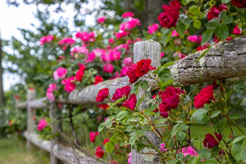 Roses Only Need A Light Touch Right Now