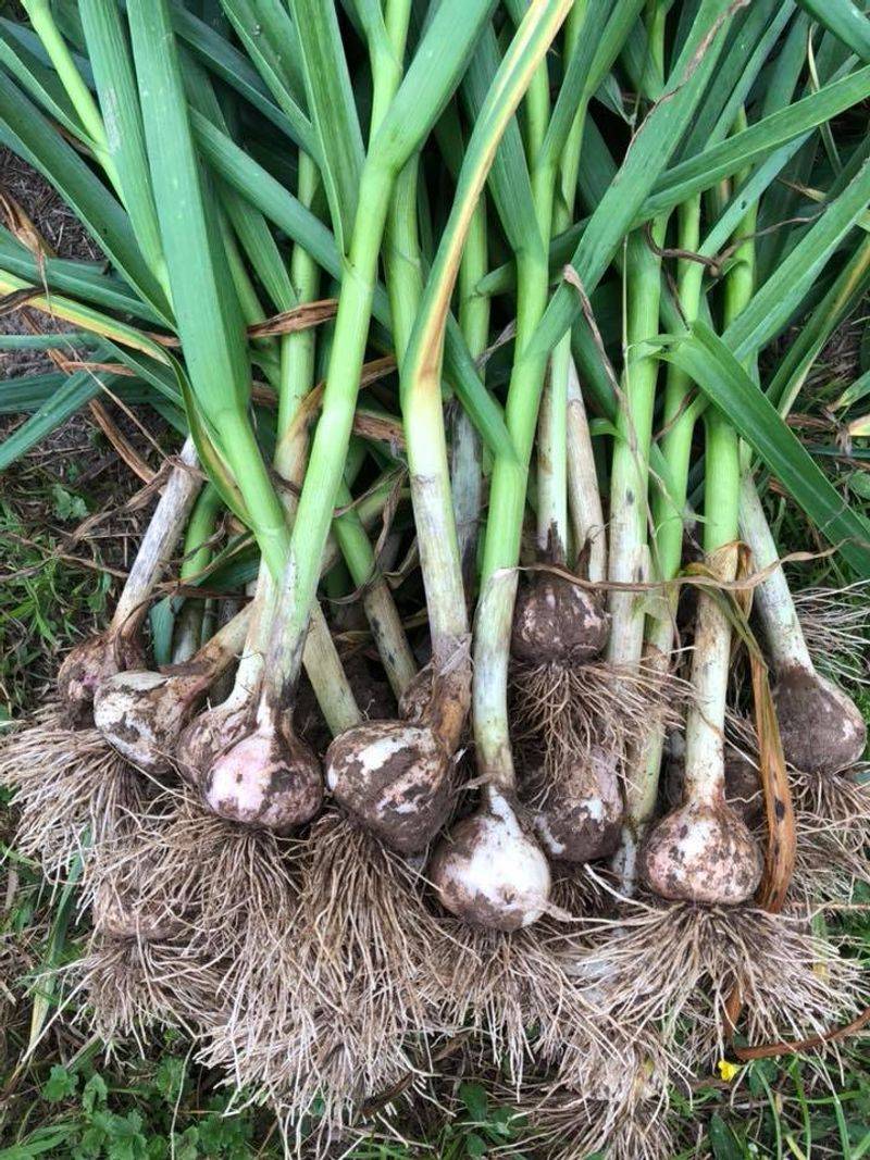 Roses Welcome Garlic At Their Feet Roses Welcome Garlic At Their Feet
