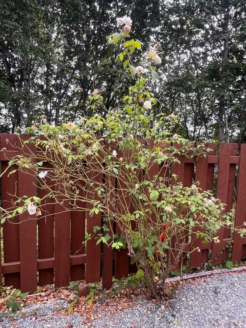 Roses, Which Wait For Late Winter Roses, Which Wait For Late Winter