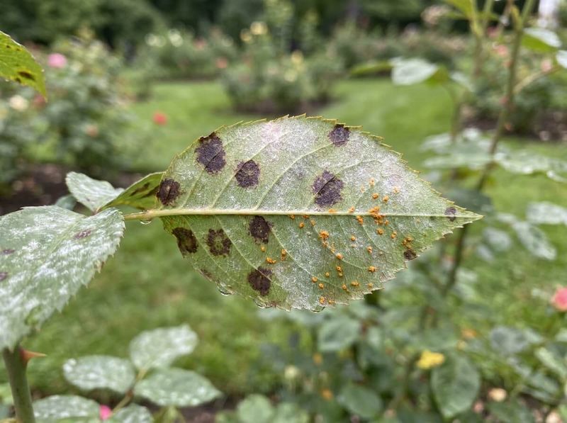 Roses With Black Spot Or Rust Roses With Black Spot Or Rust