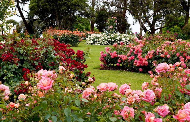 Roses still have a place in low-desert gardens Roses still have a place in low-desert gardens