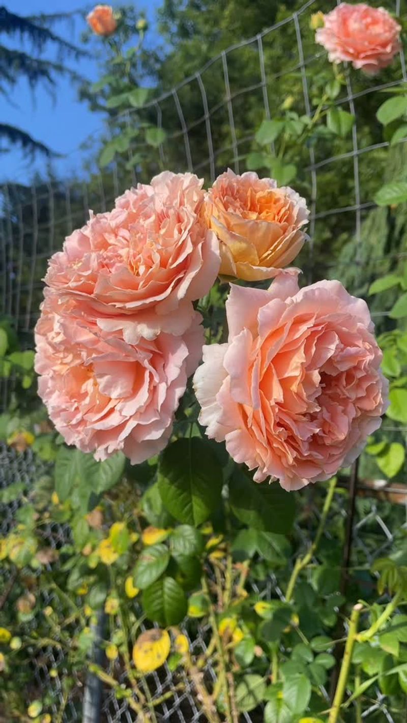 Roses