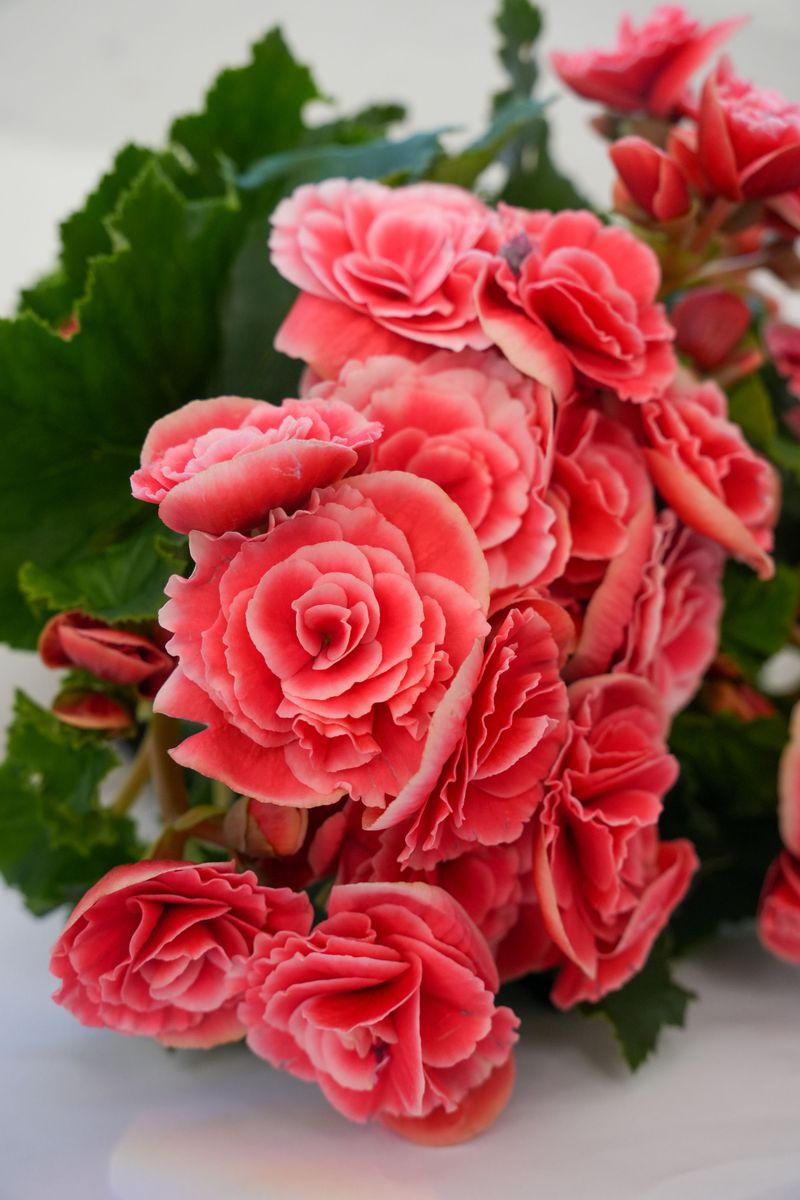 Rosy Ruffled Begonia Blooms Worth A Second Look Rosy Ruffled Begonia Blooms Worth A Second Look